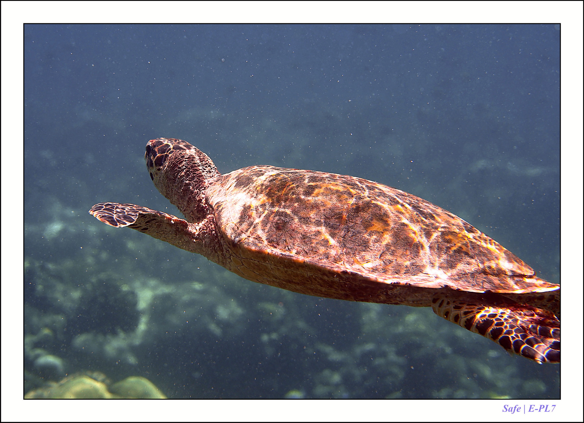 2022 - 07 - snorkeling Maldives - 039